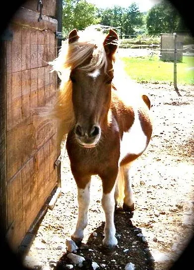 poney