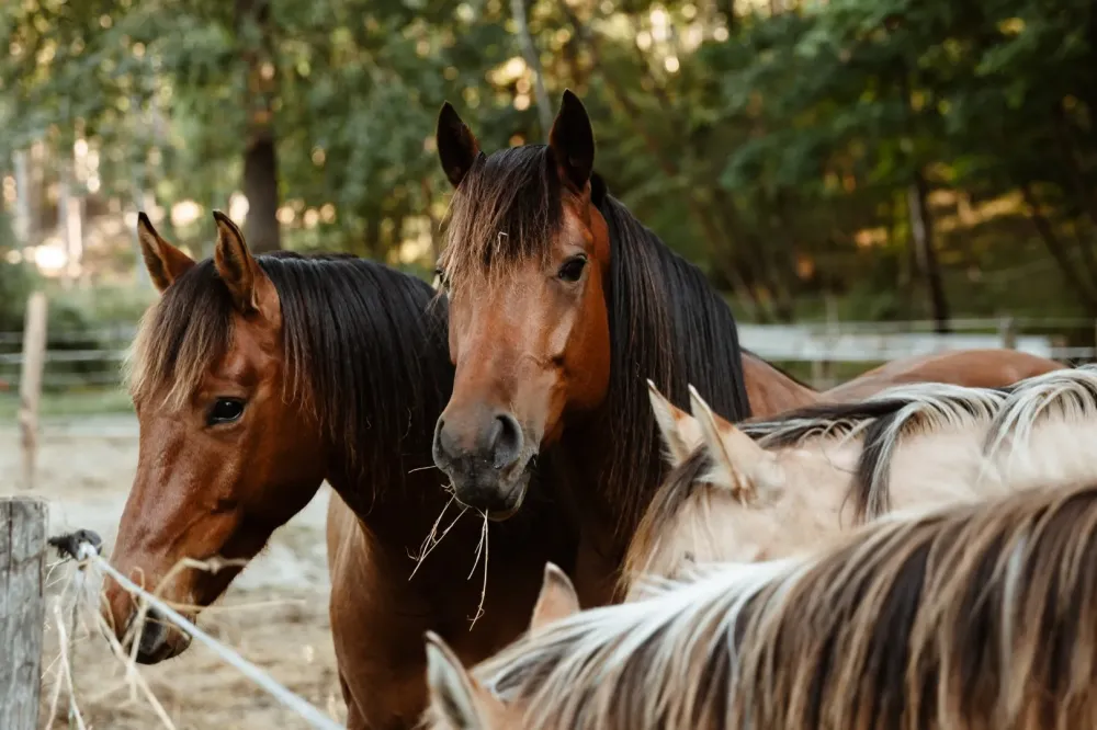 Forum de la Ville de Thuir - 06/09/25