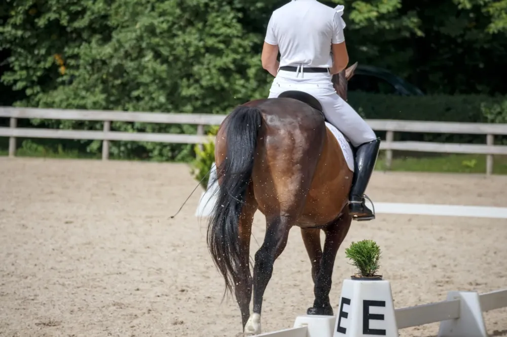 Concours hippiques à Thuir