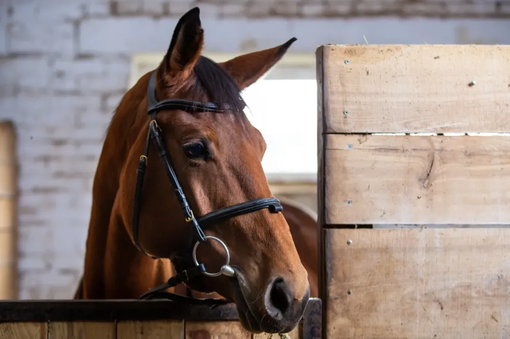 Ecuries de propriétaire à Thuir
